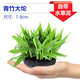 逸樂(lè )寵魚(yú)缸水草植物大坨草增氧陰性增氧淡水新手懶人水榕造景水培坨草 南美青竹大坨草