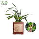艾瑩蘭花苗 大團圓春蘭經(jīng)典荷瓣花 現帶濃香花苞好養室內綠植花卉盆栽 1棵4苗連體帶花