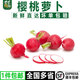 千牛優(yōu)?！厩?yōu)?！繖烟姨}卜500g 迷你小紅蘿卜 菜新鮮蔬菜小圓蘿卜 1000g