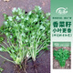 壽禾 農(nóng)家小葉香菜種子老品種四季芫荽蔬萊籽種籽陽臺盆栽秋冬季菜籽 濰豐小葉香菜種子60g約4800粒