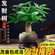 嘆為觀止18種吊蘭任你選金邊吊蘭各種盆栽花卉客廳垂吊桌面植物凈化空氣 單桿發(fā)財樹【紫砂盆+復(fù)古底座】 含盆