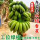 整株廣西小米蕉桌面綠植可觀(guān)賞可食用水培香蕉辦公室送禮蕉綠香蕉 蕉綠 2斤 -3斤帶箱【1把】
