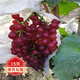 歐悟 特大巨峰葡萄樹(shù)苗 無(wú)籽葡萄苗庭院陽(yáng)臺盆栽地栽果樹(shù)苗南北方種植 紅寶石【8年苗-結果多】