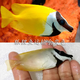 興國海（Singoseafarm）狐貍魚 活體兔子狐貍七彩 海水觀賞寵物魚 海缸除藻快遞包活興國 狐貍魚8-10cm