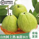 海南白心芭樂 番石榴樹上熟 脆口香甜 當(dāng)天摘當(dāng)天發(fā) 海南熱帶水果 精選5斤裝