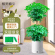 植男植女雙層幸福樹造型綠寶盆栽客廳室內(nèi)大型綠植辦公室喬遷新居源頭直發(fā)
