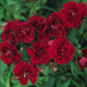 逸棵石竹苗 花卉植物四季種植庭院花多年生美國石竹海石竹 王朝改良紅3株小苗【高桿】 多年生 成品耐-20度