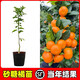 【帶營(yíng)養杯發(fā)貨】金葵砂糖橘樹(shù)苗盆栽柑橘桔子樹(shù)苗嫁接苗果樹(shù)果苗 金葵沙糖桔 四年苗