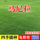 鑫意草坪種子四季青綠化護(hù)坡草坪草籽狗牙根黑麥草綠化草籽多年生種子 馬尼拉草坪種子耐踏耐踏1斤