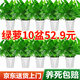 雙盟綠蘿盆栽除甲醛花卉綠植辦公室新房?jì)艋諝?20菱型10盆源頭直發(fā)
