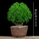 霧松盆栽霧凇四季常青好養易活耐寒旱室內外植物辦公桌面花卉霧凇小盆景綠色小盆栽造型花卉客廳微景觀(guān) 六年苗大霧松一顆（不含盆） 帶盆栽好