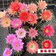 萌卉植開(kāi)花仙人球帶花苞多肉植物帶盆陽(yáng)臺庭院盆栽室內辦公室綠植緋花玉 黑金剛高度8cm左右 無(wú)花苞 簡(jiǎn)易盆發(fā)貨