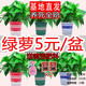 格調(diào)生活綠蘿盆栽室內(nèi)花卉盆栽垂吊長藤綠籮懶人桌面客廳綠植四季常綠 120加侖吸水綠蘿6盆【紅綠藍(lán)】噴肥2