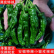 文枝特辣辣椒新鮮青辣椒薄皮超辣小皺皮農(nóng)家自種蔬菜炒辣子雞現(xiàn)摘現(xiàn)發(fā) 2斤