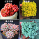 迎虞花苑新手帶盆多肉植物盆栽套餐綠植盆景組合活動(dòng)批發(fā) 紅+黃+嬰+姬星美人