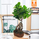 綠有意大榕樹(shù)盆景辦公室內桌面客廳綠植花卉四季常青小榕樹(shù)盆栽易活植物 中號20-30厘米高 不含盆