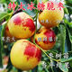 冰糖脆棗樹(shù)苗沾化冬棗樹(shù)苗特大棗苗冰糖棗果樹(shù)苗耐寒南北方種植 3年棗樹(shù)苗后年結(jié)果
