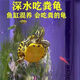 深水龜黃耳龜魚缸混養(yǎng)小烏龜活物稀有純種吃糞龜冷水觀賞寵物烏龜 黃耳龜（5-6cm） 兩只情侶龜（送2包龜糧）
