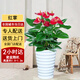 綠韻花田【兩小時(shí)達(dá)】發(fā)財(cái)樹(shù)金錢(qián)樹(shù)散尾葵天堂鳥(niǎo)大型室內(nèi)開(kāi)業(yè)送禮好養(yǎng)綠植 紅掌