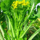 育禾農(nóng)連州甜菜心種子蓮州菜苔廣東四九白菜芯秋季蔬菜種籽 增城一號遲甜菜心王種子 10g