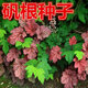 肉總管礬根種子 盆栽花種子 進(jìn)口 珊瑚玲種子 彩葉草種子 地被植物 混色50粒