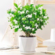茉莉花盆栽 · 濃香型花卉 陽(yáng)臺室內綠植盆栽 辦公室花卉綠植 茉莉花8棵【菱形瓷盆】 濃香型