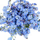 玫瑰花種孑春季花籽室內(nèi)四季開(kāi)花易活花卉盆栽陽(yáng)臺(tái)花草植物花種子 勿忘我100粒+盆土肥