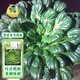 鳳鳴雅世菊花菜烏塌菜種子秋冬季黑菜孑烏塌菜種子雪里青烏塌菜種子10克