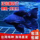 臺灣獅子頭貴妃純種短身球體蝴蝶鯉魚(yú)錦鯉耐寒淡水冷水觀(guān)賞魚(yú)苗 五代墨蝶黑色蝴蝶鯉13-15厘米1條