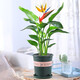 意軒春羽盆栽室內花卉水養水生綠植好養辦公室觀(guān)葉植物 天堂鳥(niǎo)（高40-50cm） 不含盆
