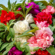 花玲瓏 重瓣鳳仙花籽七彩茶花種籽四季開(kāi)花指甲草指甲花種孑學(xué)生實(shí)驗套裝 重瓣鳳仙花混色500粒 【買(mǎi)二送一】