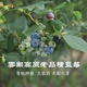云南大理生態(tài)藍莓露天現摘現發(fā)農場(chǎng)漿果奧甜脆藍莓孕婦寶寶水果 2斤現摘順豐空運1000g