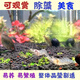 黑殼蝦活體觀(guān)賞花腰蝦除藻蝦辣椒蟹淡水魚(yú)草缸蝦蘋(píng)果螺清潔蝦工具 除藻2-3厘米花腰蝦9只包活7只