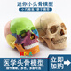 美迪卡模型人體頭骨模型醫(yī)學仿真骷髏頭醫(yī)學生教學模型擺件可拆卸可拆分頭骨仿真美術生彩色頭骨模型美迪卡 1:2原色頭骨模型（15部件）