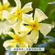 塔莎的花園風(fēng)車(chē)茉莉花盆栽四季常青爬藤蔓植物大苗庭院陽(yáng)臺室內外 托斯卡納之星 1加侖 帶盆栽好