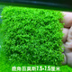 旺園興魚(yú)缸造景淡水活體植物冒泡的水草增氧氣泡垂淚鹿角苔莫斯新手易養 鹿角苔一片