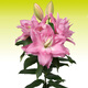 播種心情荷蘭進(jìn)口重瓣香水百合花種球帶芽LA OT LO鐵炮陽(yáng)臺盆栽庭院地栽根 伊迪沙重瓣1球 其他