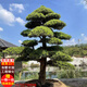 迎客松造型羅漢松盆景地景大苗別墅庭院盆栽老樁大型植物庭院好養 造型羅漢松2公分左右 原土發(fā)貨