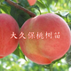 正宗桃樹苗大久保桃苗水蜜桃樹苗南方北方種植庭院盆栽地栽果樹苗 大久保桃樹苗 6年精品苗【果實(shí)多多】1棵