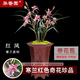 華香園蘭花 紅鳳 寒蘭紅色多瓣奇花珍品 濃香型 室內外盆栽盆景耐陰綠植 紅鳳2苗 裸根發(fā)貨 帶花苞