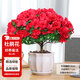 花翁杜鵑花盆栽花卉植物帶花苞綠植 大號紅色杜鵑(蓮花瓷盆)源頭直發(fā)