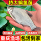 棠仲承大武昌魚(yú)苗鳊魚(yú)苗扁魚(yú)苗四川重慶本地冷水淡水養殖活體特大尺寸柳葉邊魚(yú)苗水花魚(yú)苗 鳊魚(yú)苗7-10公分 30條+3條防損