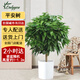 Only you【兩小時(shí)達】發(fā)財樹(shù)大型綠植花卉室內客廳辦公室開(kāi)業(yè)開(kāi)業(yè)喬遷送禮 平安樹(shù)