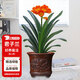 花翁君子蘭盆栽綠植花卉圓頭和尚源頭直發(fā)12-14片葉（仿古浮雕盆）