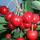 櫻桃樹苗 紅妃櫻桃苗 南北方盆栽地栽果樹苗 當(dāng)年結(jié)果好活 4年結(jié)果苗 111cm(含)-140cm(含)