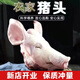 新鮮豬頭整只 豬肉生鮮冷凍豬臉肉帶耳朵農家散養(yǎng)土豬肉類批發(fā) 3-4斤(劈開不帶舌頭) 帶耳整只豬頭