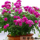 意軒月季特大花濃香果汁陽(yáng)臺庭院花卉植物盆栽薔薇四季玫瑰花苗帶花苞 甜蜜馬車(chē)(灌木月季開(kāi)花季節帶花) 小苗含營(yíng)養缽