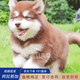 喵然心動(dòng)純種阿拉斯加幼犬澳洲熊版家養寵物狗幼犬大型犬小狗 寵物級 棕色【臉型可選】