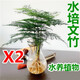 中夢(mèng)【水培文竹】室內綠植花卉盆栽水培植物青客廳水培盆景 【2盆】三年文竹(風(fēng)信子玻璃瓶)