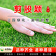 瑋藝進(jìn)口草坪種子草籽四季青免修剪護坡綠化草坪草耐寒耐旱矮生草種子 剪股穎草籽1斤